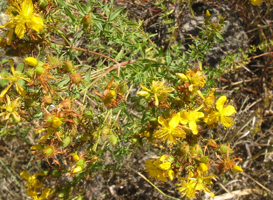 Hypericum triquetrifolium / Erba di S.Giovanni crespa